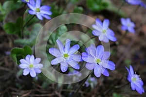 blue flowers on a background of green grass, beautiful natural background, spring, delicate petals