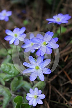 blue flowers on a background of green grass, beautiful natural background, spring, delicate petals