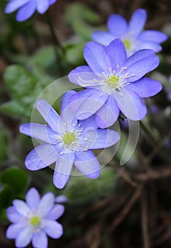 blue flowers on a background of green grass, beautiful natural background, spring, delicate petals