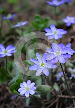 blue flowers on a background of green grass, beautiful natural background, spring, delicate petals