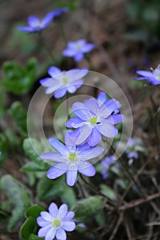 blue flowers on a background of green grass, beautiful natural background, spring, delicate petals