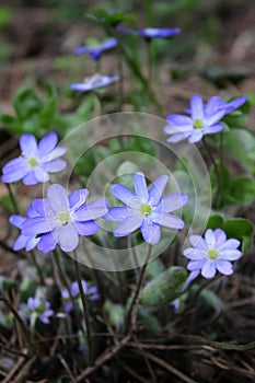 blue flowers on a background of green grass, beautiful natural background, spring, delicate petals
