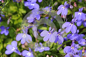 Blue flowers background (lobelia)