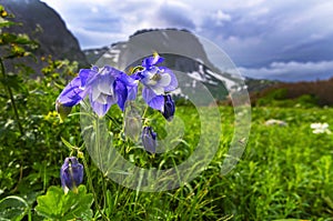 Blue flowers on the background of mountain peaks of the Caucasus