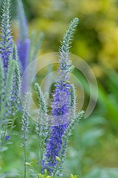 Blue flowers of a beautiful ornamental plant Veronica spicata in a flower bed in a garden