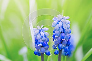 Blue flowers blooming in the garden, selective focus, macro. Muscari spring flower, grape hyacinth