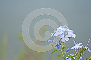 Blue flowers blooming,Plumbago auriculata