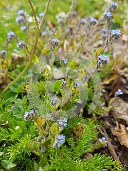 Blue flowers blooming wildly