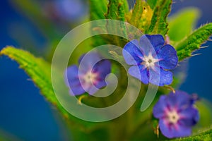 Blue flowers on blue background