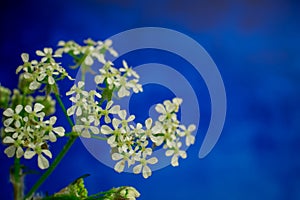 Blue flowers on blue background