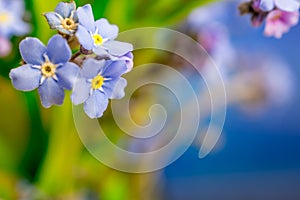 Blue flowers on blue background