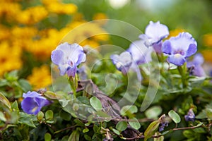 Blue flowers on blur background