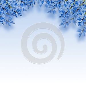 Blue flowers photo