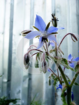 Blue flowers of Borage, Borago officinalis, starflower