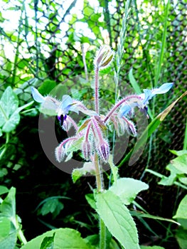 Blue flowers of Borage, Borago officinalis, starflower