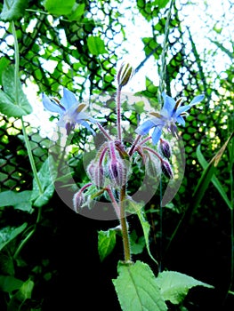 Blue flowers of Borage, Borago officinalis, starflower