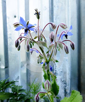 Blue flowers of Borage, Borago officinalis, starflower