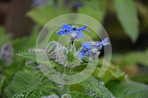 Blue flowers of Borage in garden