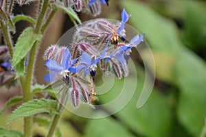 Blue flowers of Borage in garden