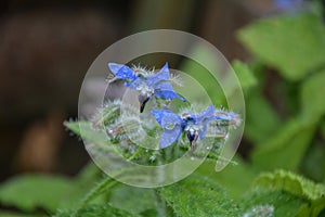 Blue flowers of Borage in garden