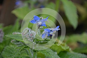 Blue flowers of Borage in garden