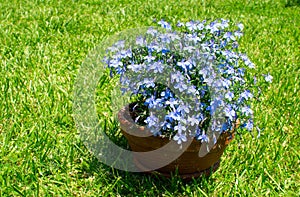 Blue Flowers Bouquet with green backgrond