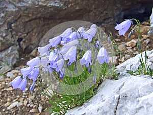 Blue flowers of Campanula rotundifolia. blossoming in mountains photo