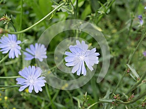 Blue flowers of chicory on a Sunny summer day. field flowers. beauty in nature