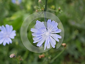 Blue flowers of chicory on a Sunny summer day. field flowers. beauty in nature