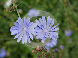 Blue flowers of chicory on a Sunny summer day. field flowers. beauty in nature
