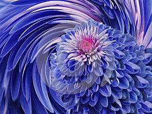 Blue flowers chrysanthemum. blue-pink background. floral collage. flower composition. For design.