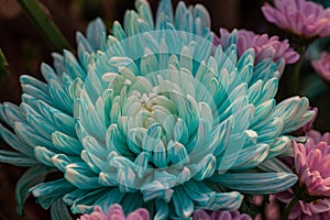 Blue flowers, chrysanthemum in a blue color, Flower arrangement