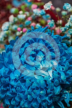 Blue flowers, chrysanthemum in a blue color, Flower arrangement