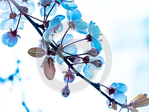 Blue flowers on clear sky