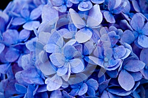 Blu fiori da vicino 