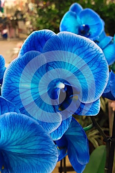 Blue flowers close-up.