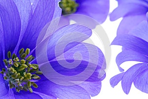 Blue flowers closeup