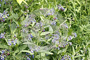 Blue flowers of comfrey, perennial forest herbaceous plants of the Borage family, Moscow region, June 2021