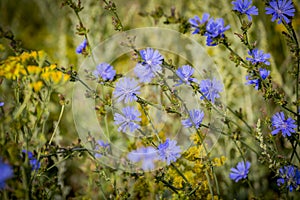 Blue flowers of common chicory also known as blue daisy, blue dandelion, blue sailors, blue weed, bunk, coffeeweed, cornflower,