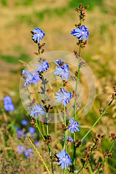 Blue flowers of common chicory Cichorium intybus on meadow