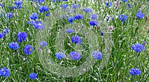 Blue flowers of cornflowers in the field photo