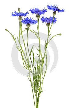 Blue flowers of cornflowers isolated on white background. Summer flowers on white background