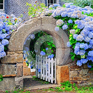Blue flowers decorating a gate in Brittany, France