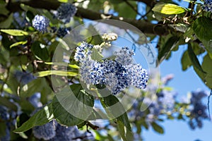 Blue flowers of eltleaf ceanothus, island ceanothus, and island mountain lilac in London\'s garden, UK in spring
