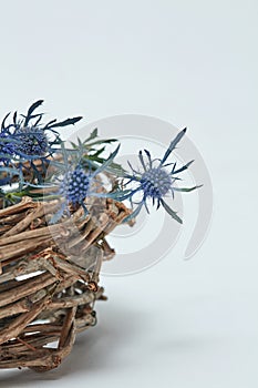 Blue flowers of the eryngium in a basket of twigs