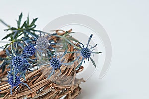 Blue flowers eryngium in a nest of branches
