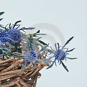 Blue flowers eryngium in a nest of branches