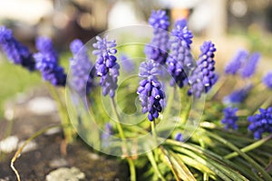 blue flowers in the field. Garden flowers