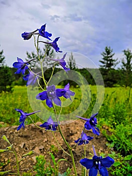 Blue flowers in the field. The Larkspur blue. Larkspur, or Delphinium, or Larkspur lat. DelphÃ­nium