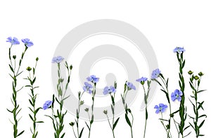 Blue flowers flax and capsule with seed flax  Linum usitatissimum, linseed  on a white background with space for text. Top view